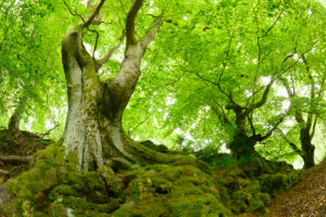 Alte verwachsene Buchen auf moosbedeckten Felsen, Nationalpark Kellerwald-Edersee, Hessen, Deutschland Alte verwachsene Buchen auf moosbedeckten Felsen, Nationalpark Kellerwald-Edersee, Hessen, Deutschland